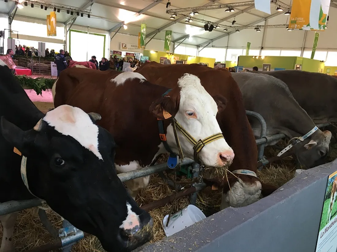La « ferme Côte d’Or » ouvrira samedi sur la foire de Dijon 